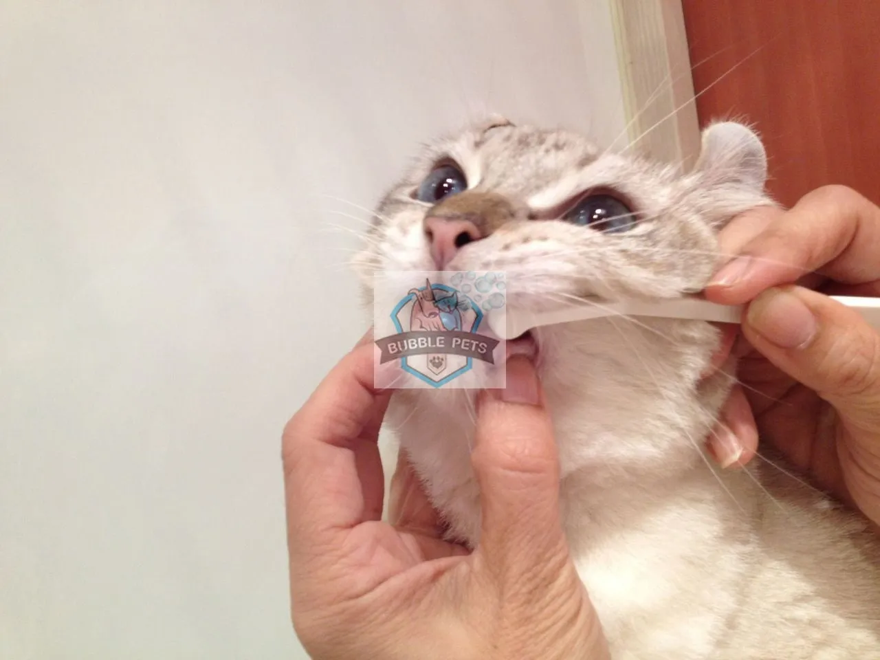 Mind Up Nyanko Care Toothbrush "Micro -head"  for Cats and Dogs