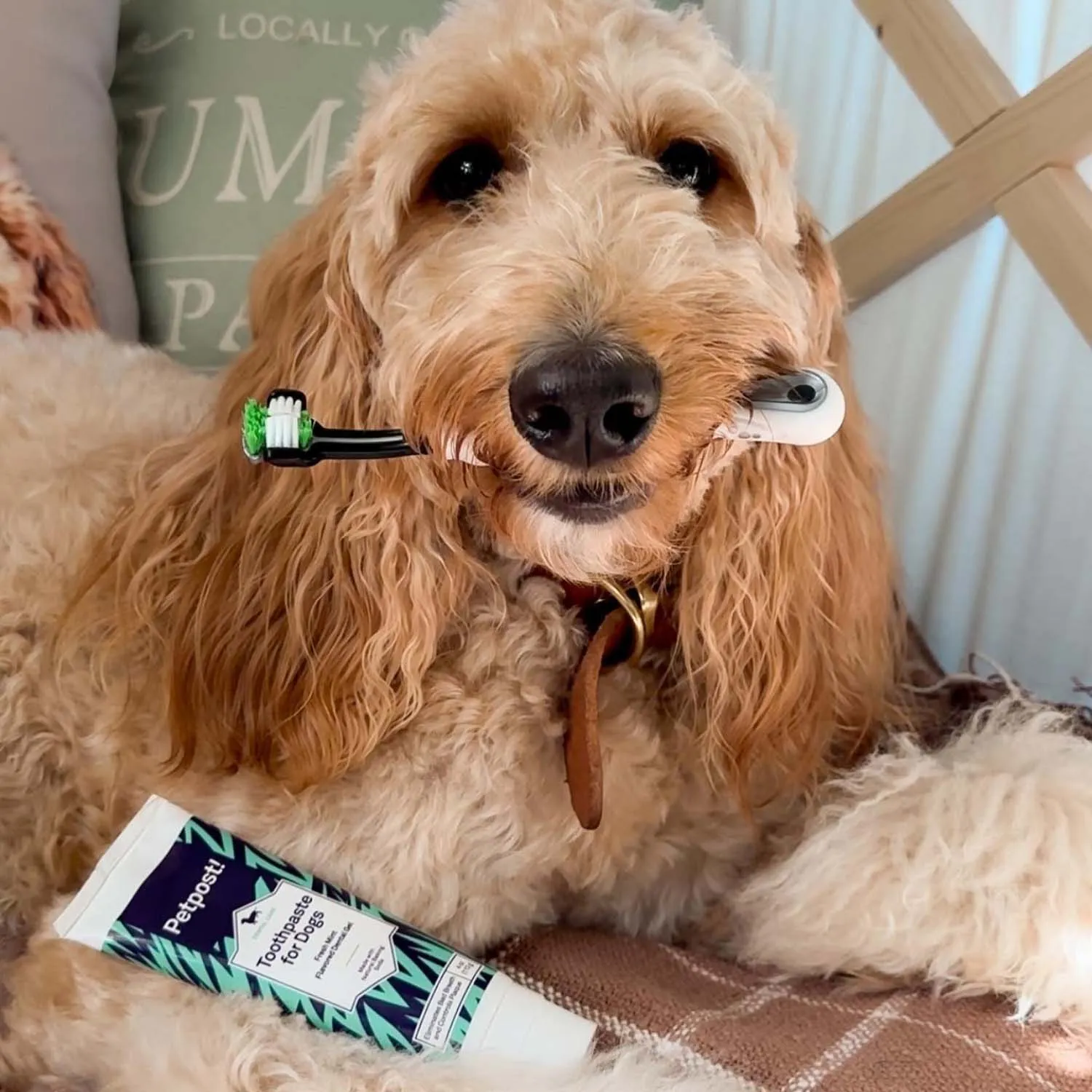 Toothpaste for Dogs